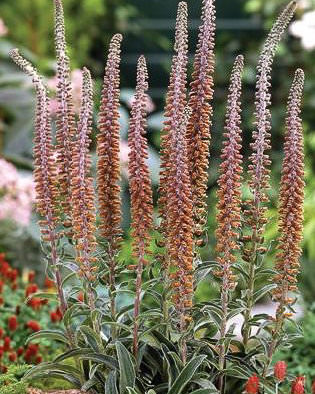 Foxglove Milk Chocolate - Digitalis purpurea