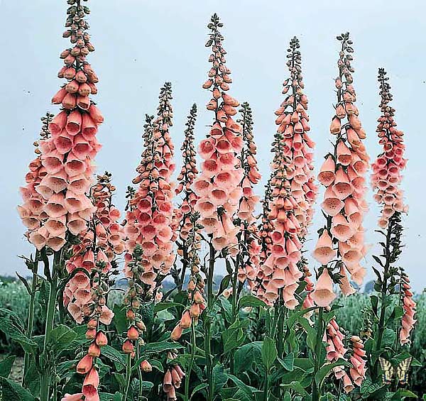 Foxglove Apricot Beauty - Digitalis purpurea