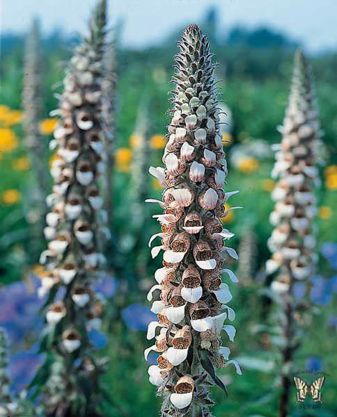 Cafe Creme foxglove Foxglove Foxglove Cafe Creme - Digitalis lanata