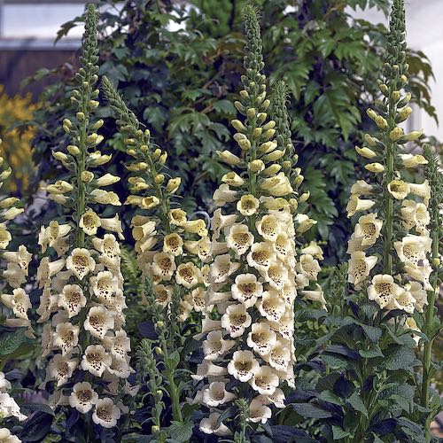 Foxglove Camelot Cream - Digitalis purpurea