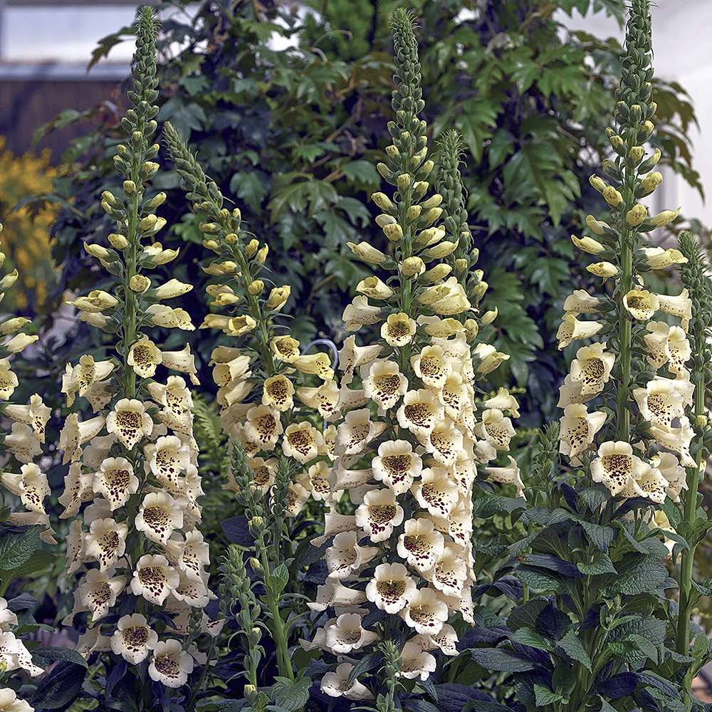 Foxglove Camelot Cream - Digitalis purpurea