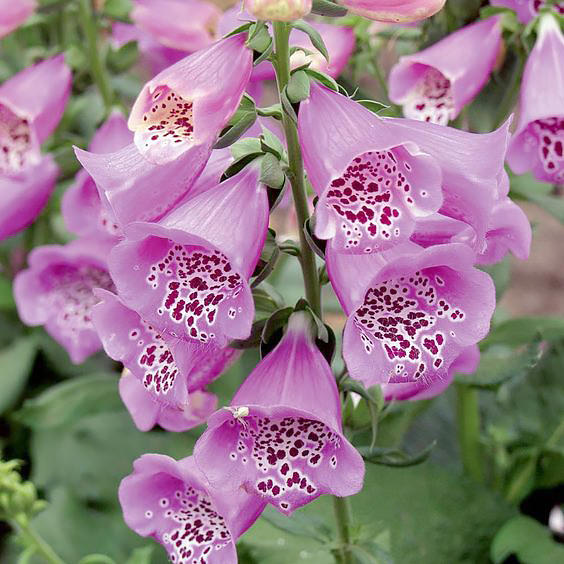 Foxglove Camelot Lavender - Digitalis purpurea