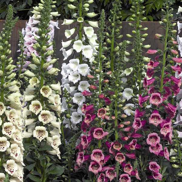 Foxglove Camelot Mix - Digitalis purpurea