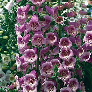Camelot Rose foxglove Foxglove Camelot Rose - Digitalis purpurea