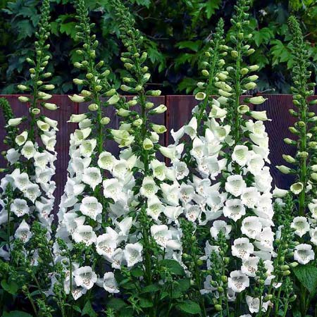 Foxglove Camelot White - Digitalis purpurea