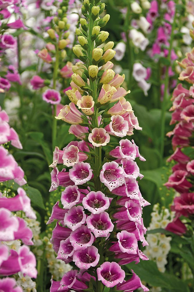 Foxglove Candy Mountain