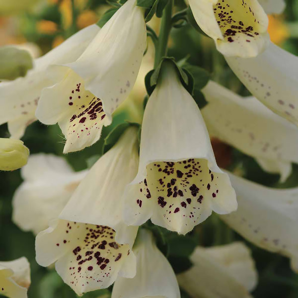 Foxglove Dalmatian Creme - Digitalis purpurea