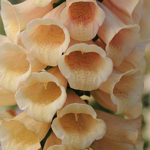 Foxglove Dalmatian Peach - Digitalis purpurea