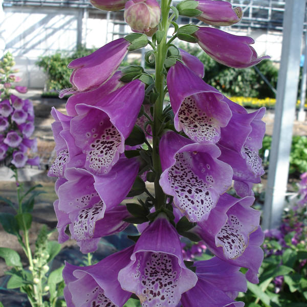 Dalmatian Purple foxglove Foxglove Dalmatian Purple - Digitalis purpurea