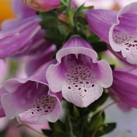 Foxglove Dalmatian Rose - Digitalis purpurea