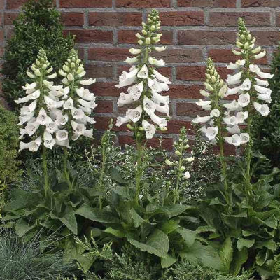 Foxglove Dalmatian White - Digitalis purpurea