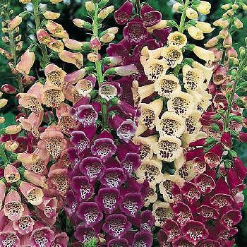 Foxglove Excelsior Hybrids - Digitalis purpurea