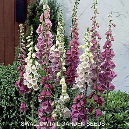 Foxy foxglove Foxglove Foxy - Digitalis purpurea