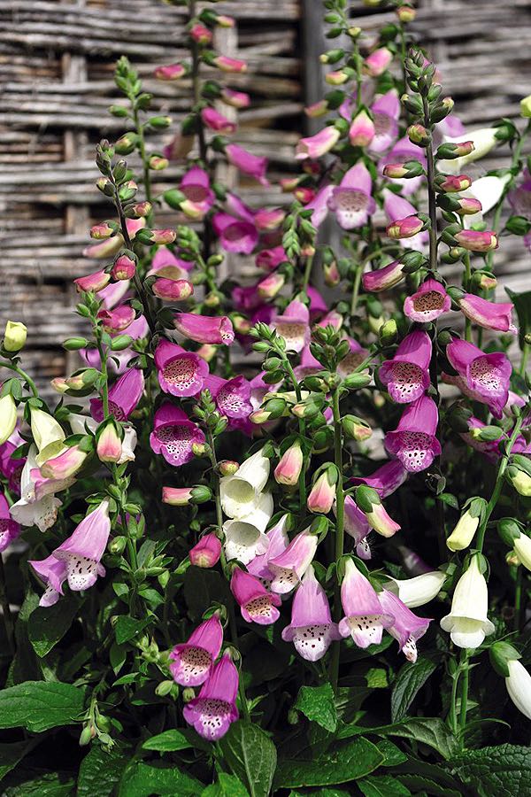 Knee High Mixed Foxglove Seeds - Perennial Flower Seeds