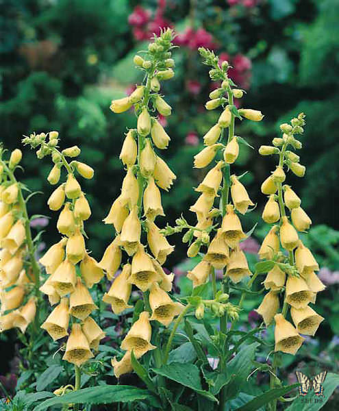 Foxglove Large Yellow - Digitalis grandiflora