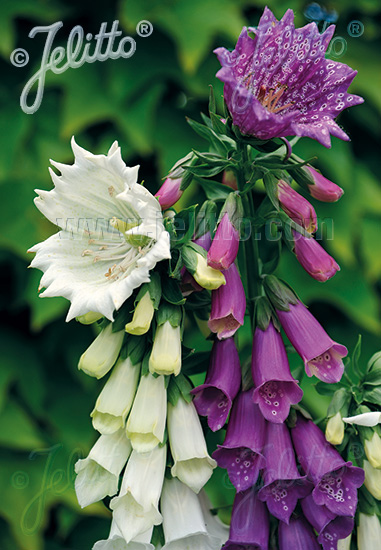 Foxglove Monstrosa - Digitalis purpurea