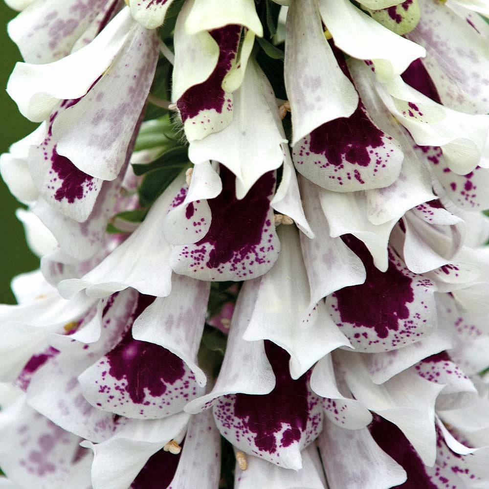 Pantaloons foxglove Pantaloons