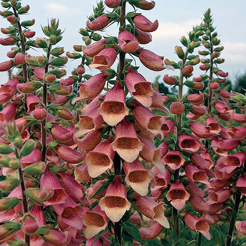 Polka Dot Pippa Hybrid foxglove Foxglove Polka Dot Pippa Hybrid - Digitalis interspecific hybrids