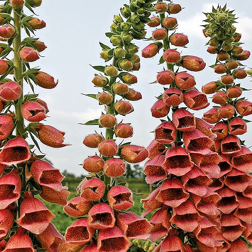 Foxglove Polka Dot Polly Hybrid - Digitalis interspecific hybrids