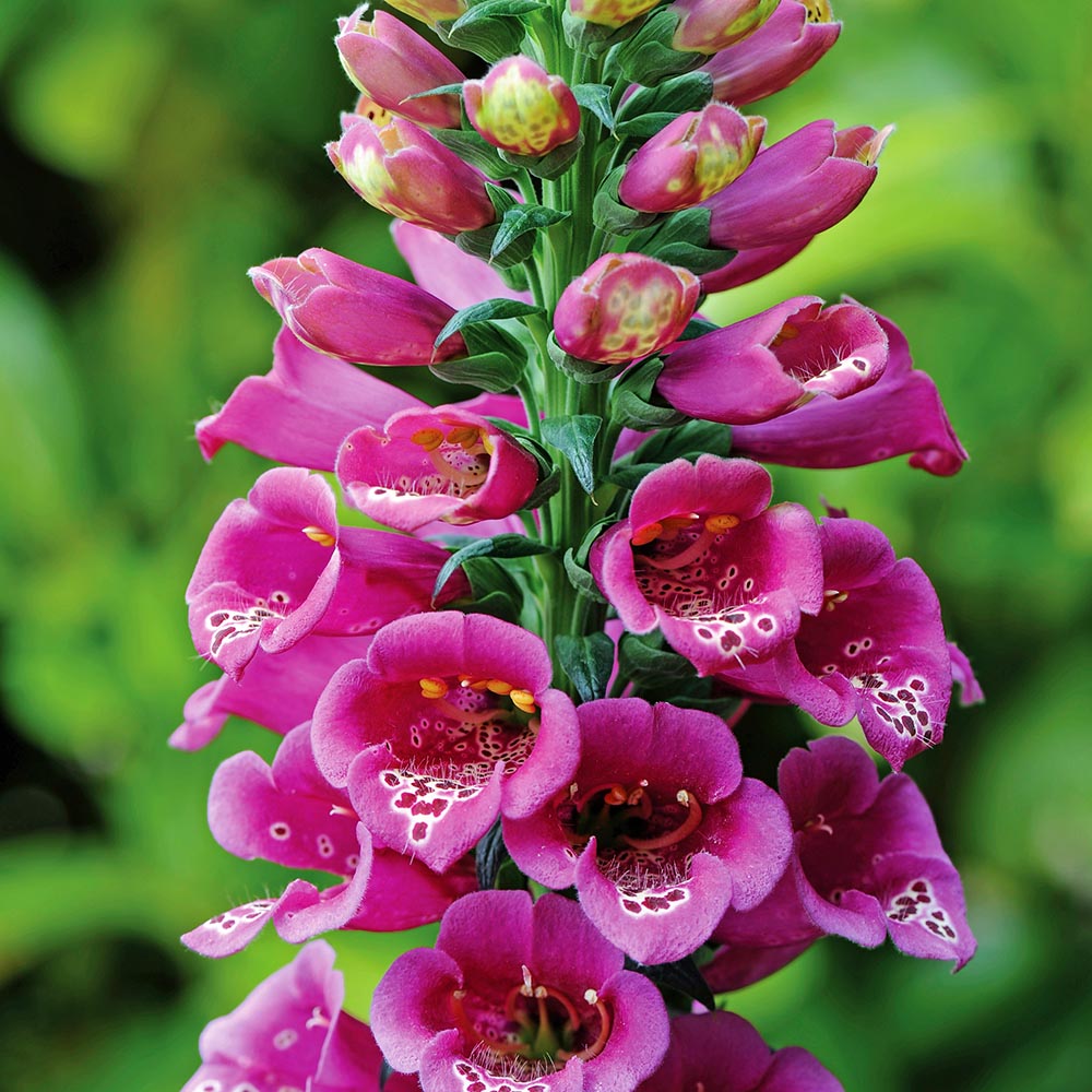 Foxglove Purple Carousel