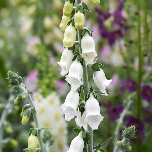Foxglove Silver Cub
