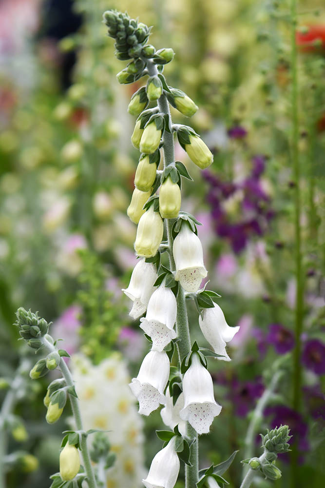 Foxglove Silver Cub Foxglove Silver Cub