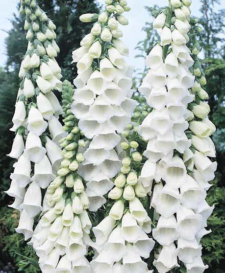 Snow Thimble foxglove Foxglove Snow Thimble - Digitalis purpurea