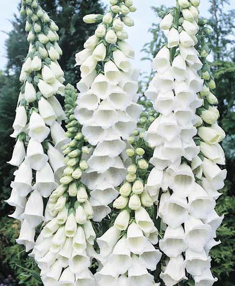 Foxglove Snow Thimble - Digitalis purpurea