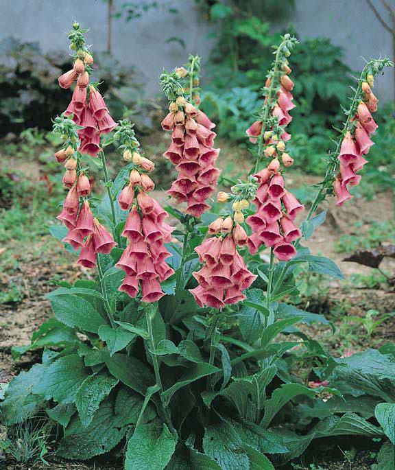Strawberry foxglove Foxglove Strawberry - Digitalis purpurea