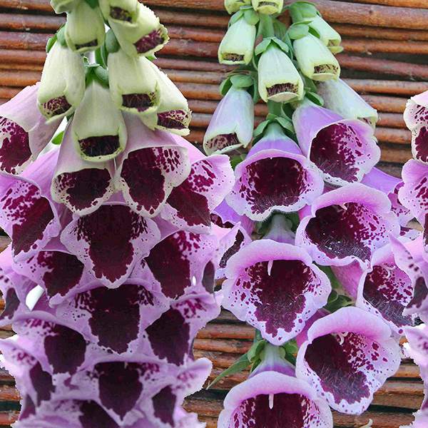 Sugar Plum foxglove Foxglove Sugar Plum - Digitalis purpurea