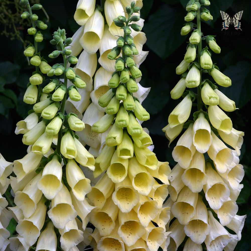 SPICE ISLAND Foxglove 50+ Seeds Digitalis Seeds Large Spikes of Blooms