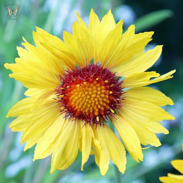 Gaillardia Amber Wheels - Gaillardia aristata