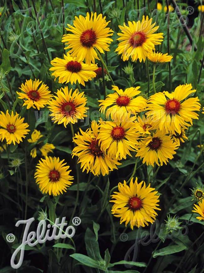 Amber Wheels Gaillardia flowers