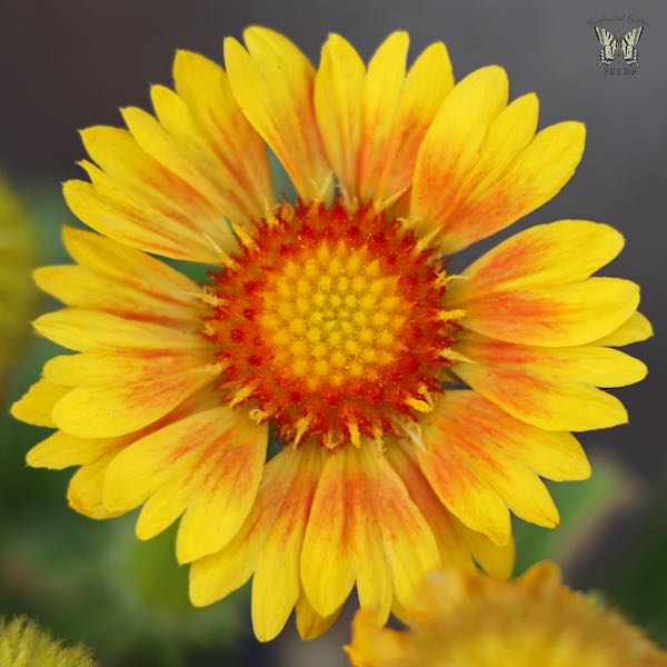 Arizona Apricot gaillardia