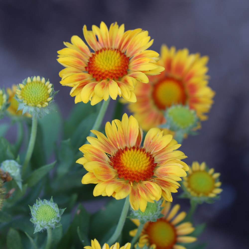 Arizona Apricot gaillardia