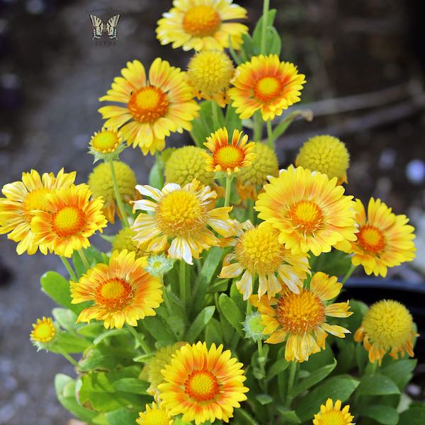 Arizona Apricot gaillardia