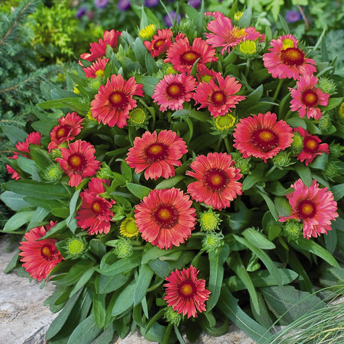 Gaillardia Arizona Red Shades - Gaillardia aristata