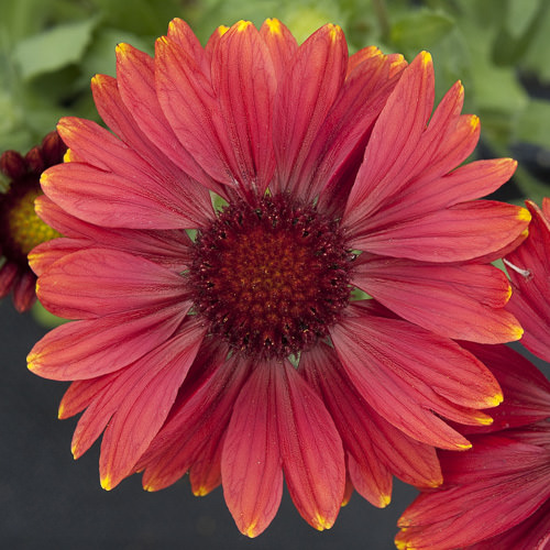 Arizona Red Shades gaillardia