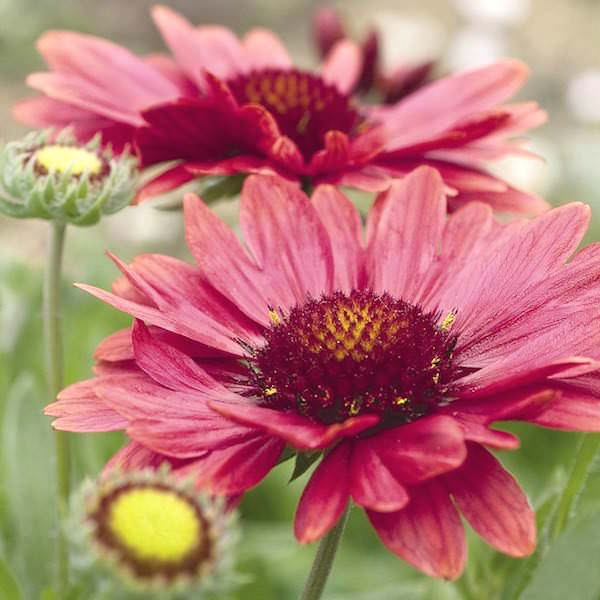Arizona Red Shades gaillardia Gaillardia Arizona Red Shades - Gaillardia aristata