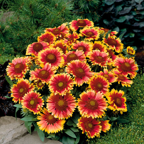 Arizona Sun gaillardia