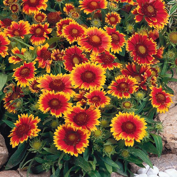 Arizona Sun gaillardia Gaillardia Arizona Sun - Gaillardia aristata