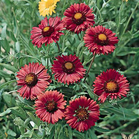 Gaillardia Burgundy - Gaillardia aristata