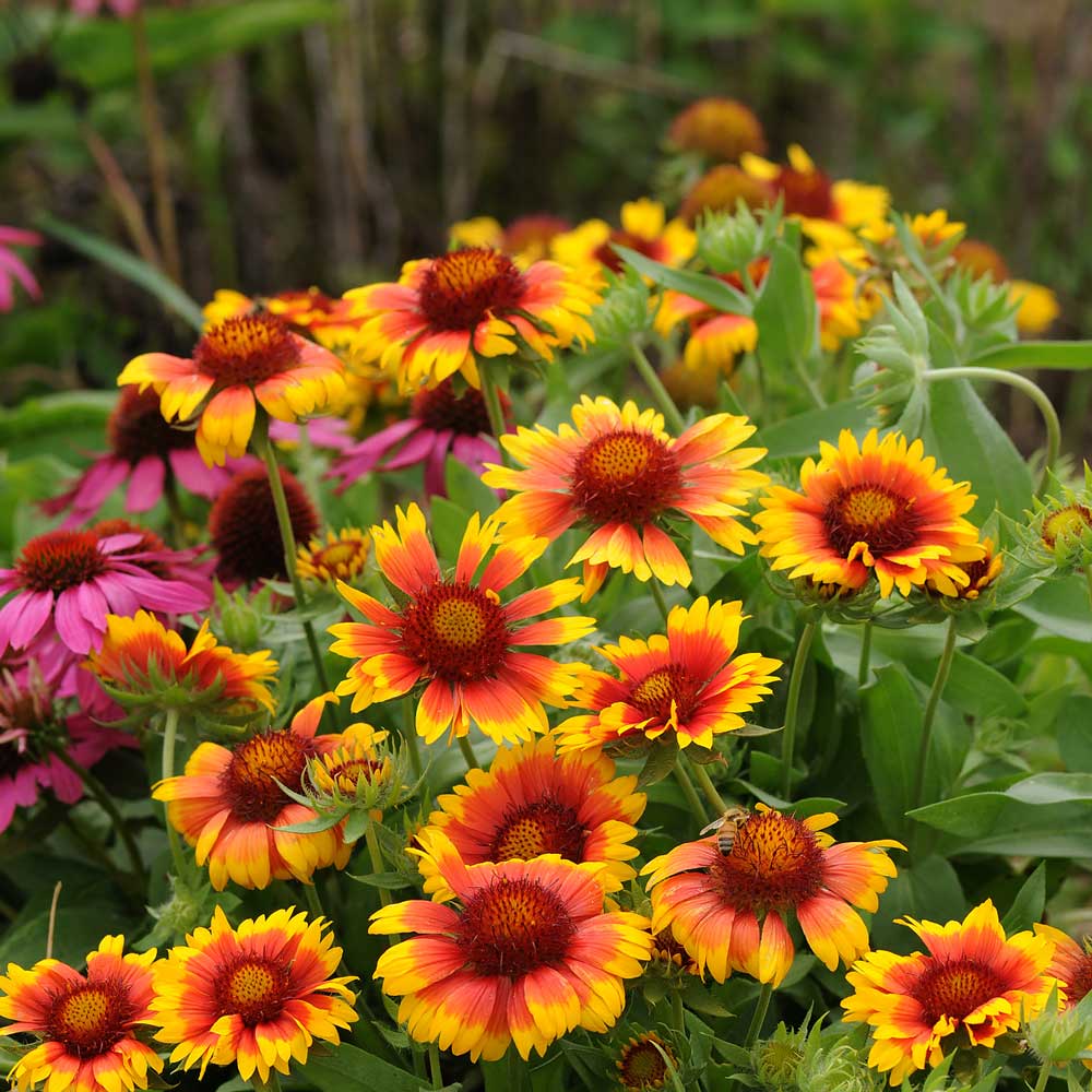 Mesa Bright Bicolor Gaillardia plant