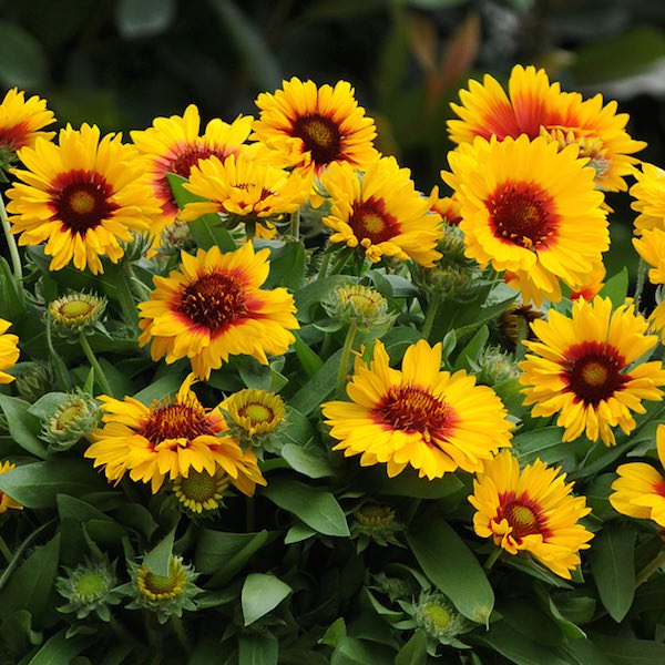 Mesa Bright Bicolor gaillardia Gaillardia Mesa Bright Bicolor