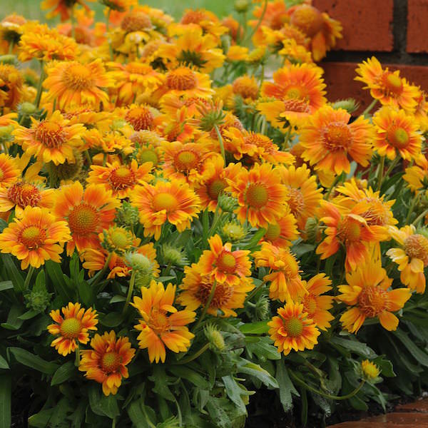 Gaillardia Mesa Peach - Gaillardia aristata