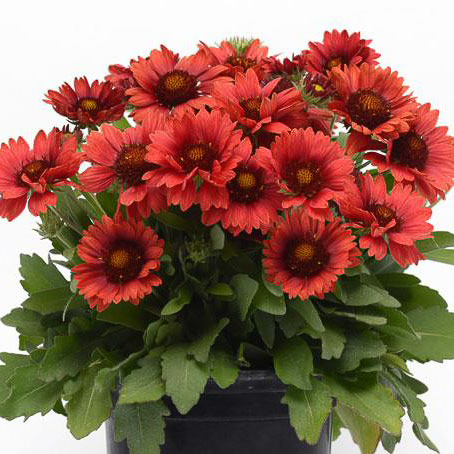 Mesa Red Gaillardia