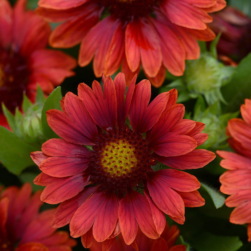 Gaillardia Mesa Red - perennial flower seeds