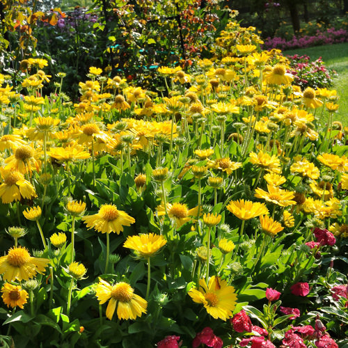 Mesa Yellow gaillardia Gaillardia aristata Mesa Yellow