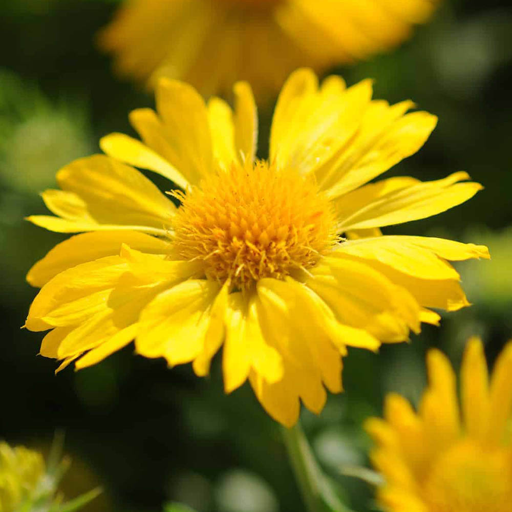 Gaillardia Mesa Yellow