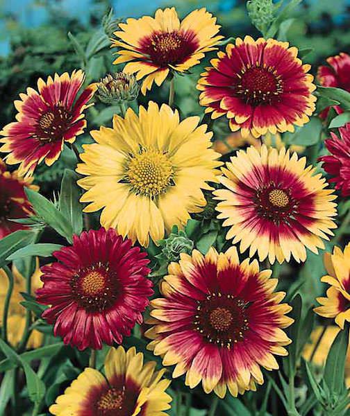 Gaillardia Single Mix - Gaillardia aristata